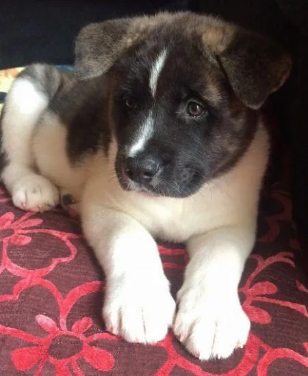 Akita-inu Puppies For Sale