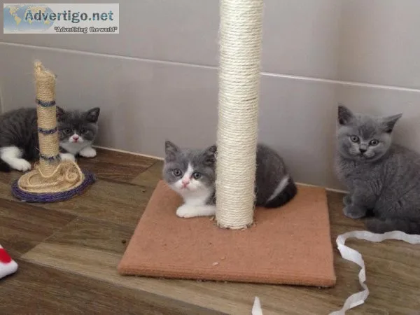 Pedigree British Shorthair for sale.