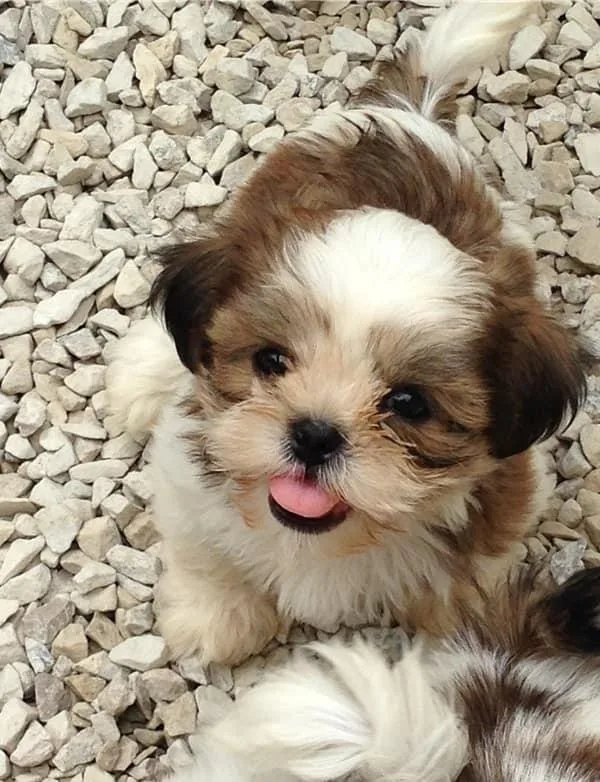 Shih Tzu Puppies.