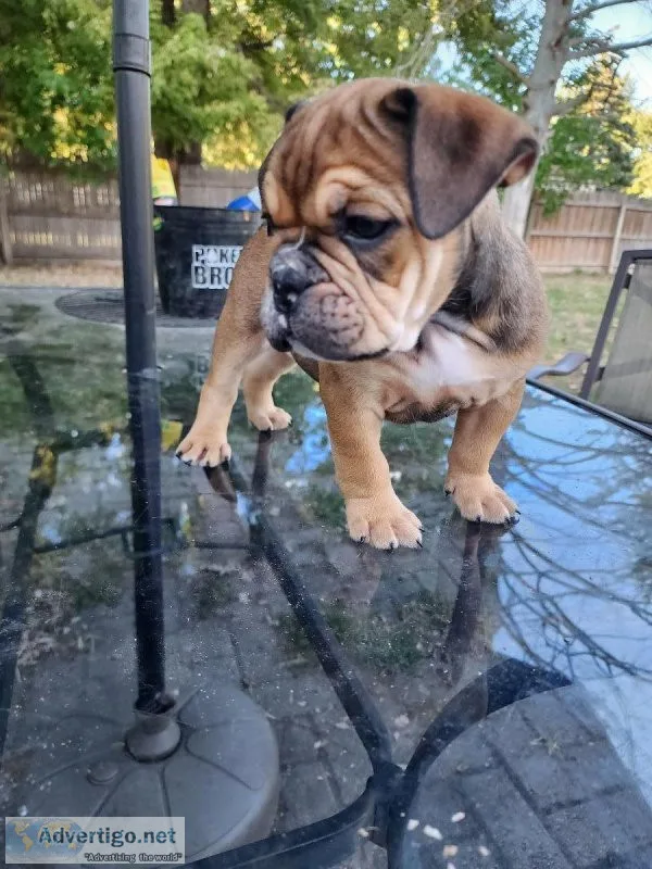 English bulldog puppy