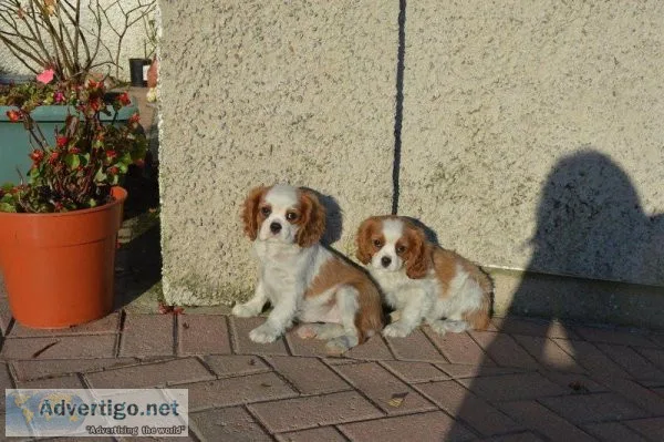 Gorgeous Cavalier King Charles Spaniel.