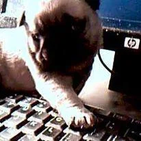 WANTED PUG PUPPIES