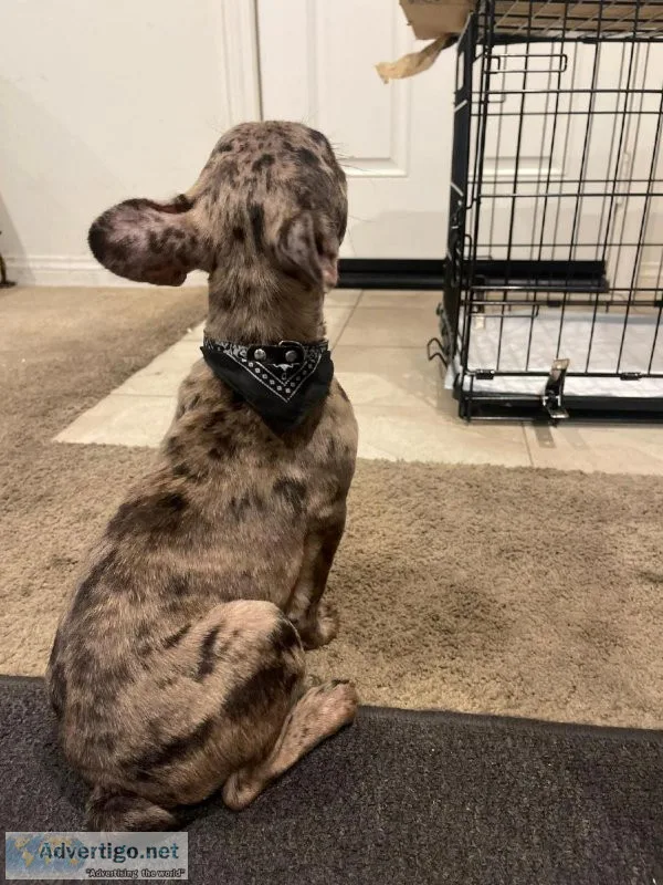 4 month old frenchie