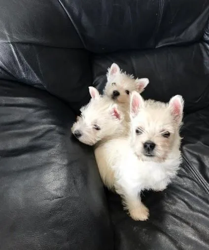 Stunning West Highland Terrier Puppies.