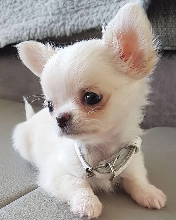 Chihuahua puppy s for sale.