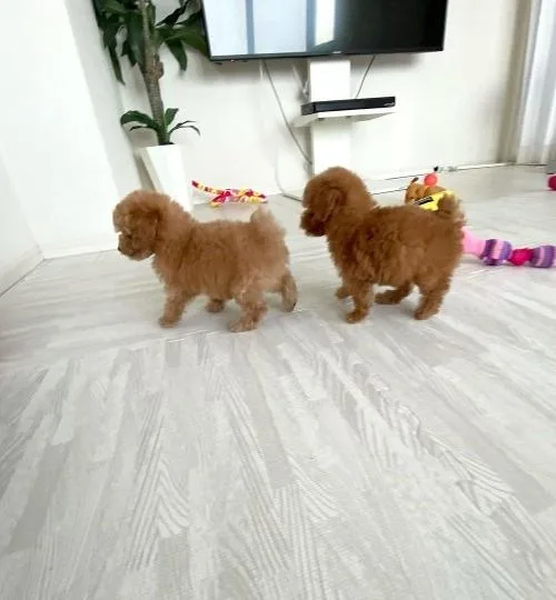 Poodle Puppies Available
