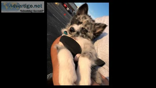 3rd Generation Pomsky Puppies