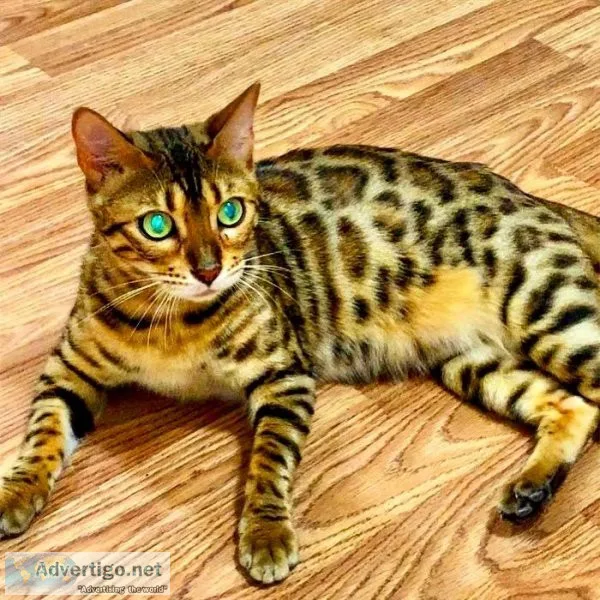 Bengal adult cat tica reg. Purebred