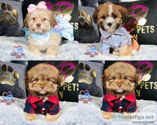 Shichon Puppies