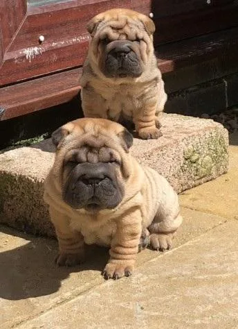 Shar pei puppies looking for their forever homes.