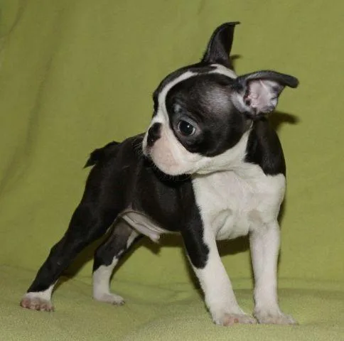 Boston Terrier Puppies.