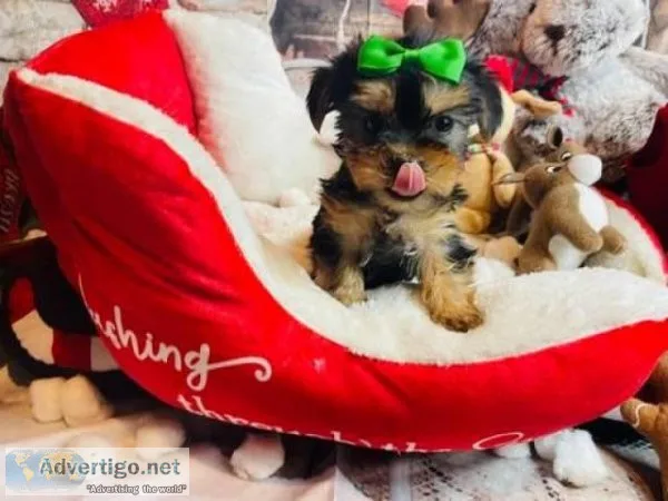 Yorkie puppies available for adoption