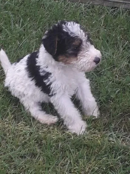 Registered Wire Haired Fox Terrier Puppies