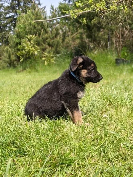 German Shepherd Puppies.