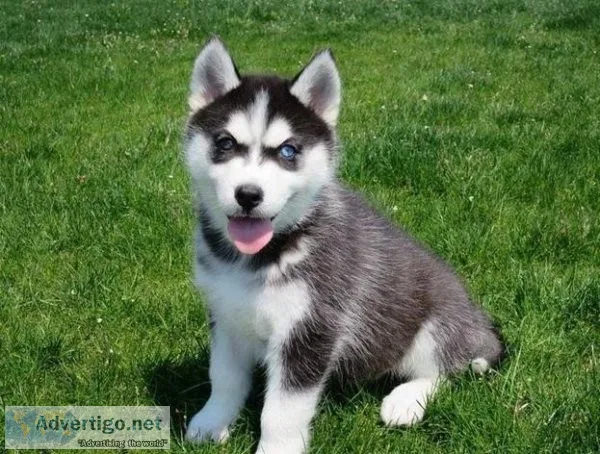 Purebred Siberian Husky puppies.