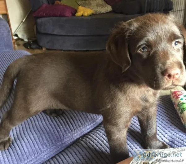 Absolutely Stunning  Labrador.