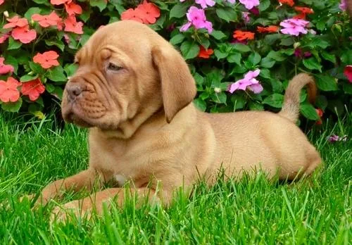 Gorgeous Dogue De Bordaux Puppies