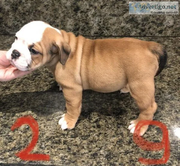 Family home English bulldog puppies.