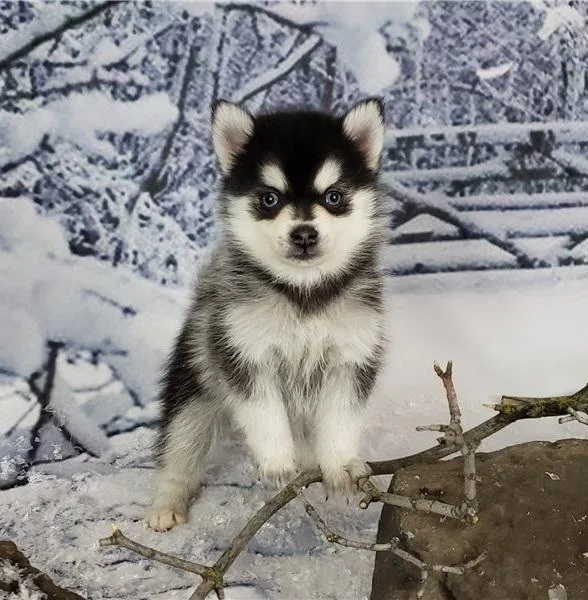Pomsky Puppies For Sale