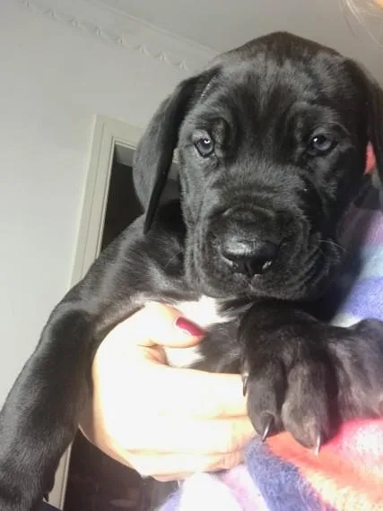 Registered Blue Great Dane Puppies.