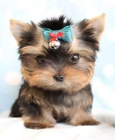 TeaCup Male And Female Yorkie puppies For Adoption