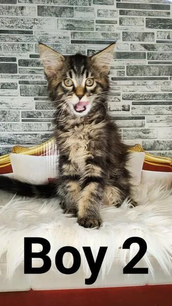6 Beautiful Maine Coon kittens looking for loving families