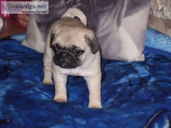 The most amazing litter of pug puppies.