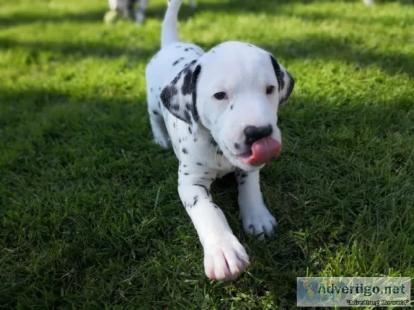male and female Dalmatian Puppies available.