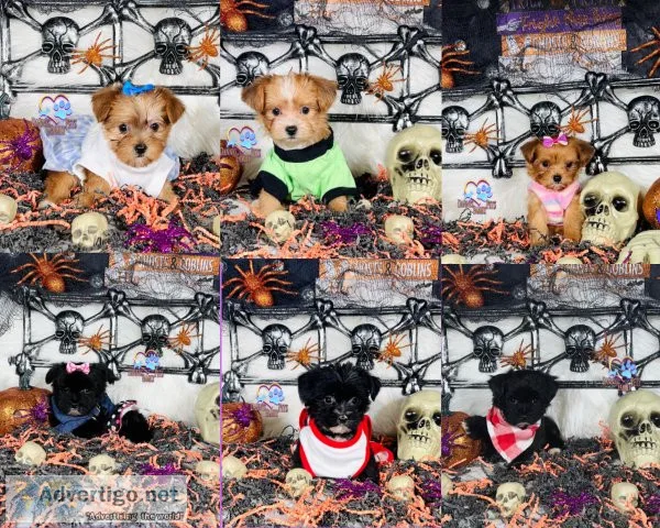 Shorkie Tzu Puppies