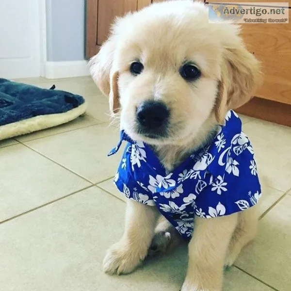 Golden Retriever Puppies