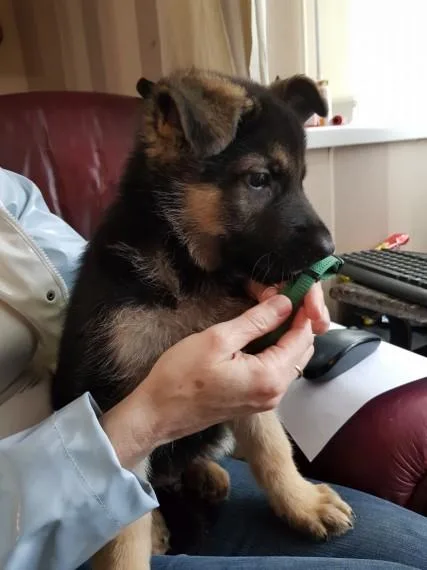 German Shepherd Pups Impressive.