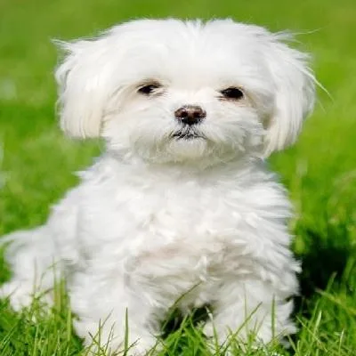 Korean Maltese Puppies In Texas  Abcpuppy.com