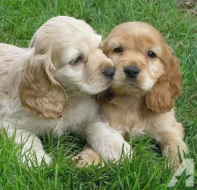 Very romantic Cocker Spaniel Puppies
