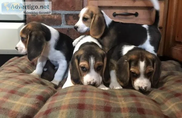 Beagle Babies great for Kids.