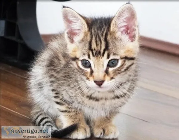 Gorgeous Fabulous Savannah Kittens.