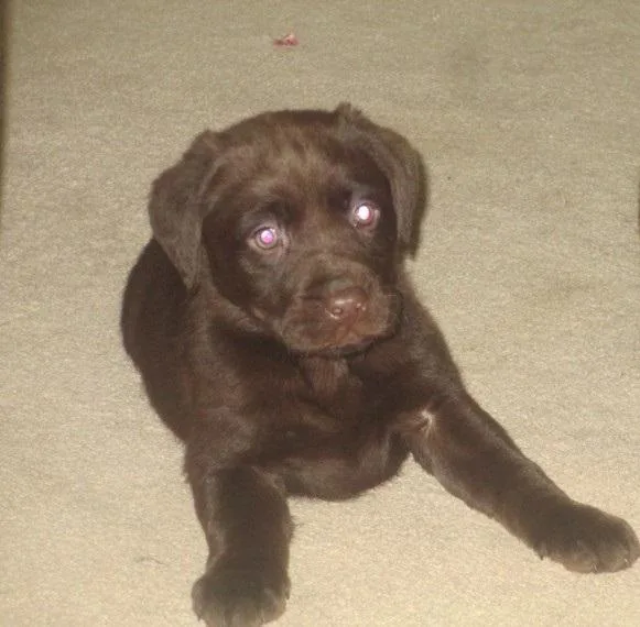 Labrador Retriever Puppy For Sale.