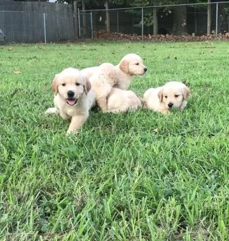 Registered Golden Retriever Puppies for sale.