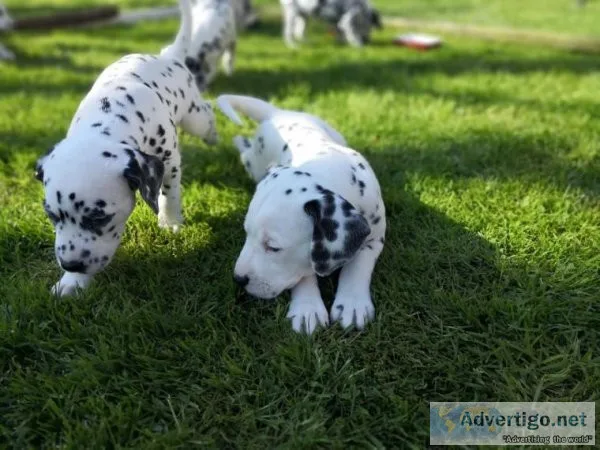 Good health Dalmatian Puppies.