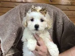 MaltesePoodle puppies for Rehoming