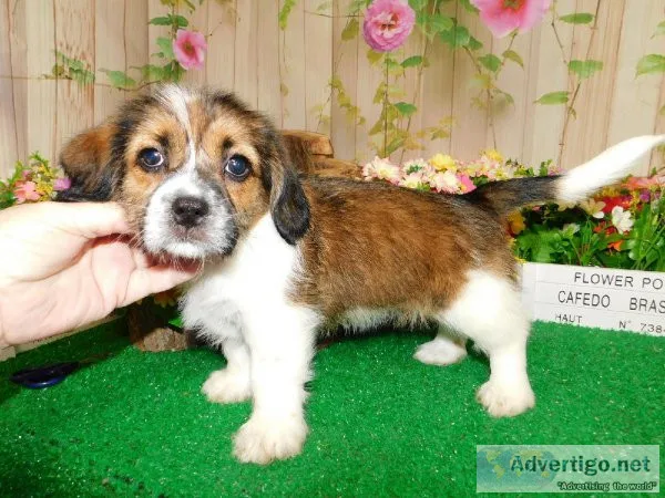 Fluffy Beagle Babies. Financing