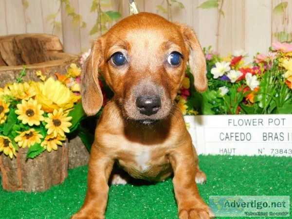 DachshundJack Mix. Super Sweet.