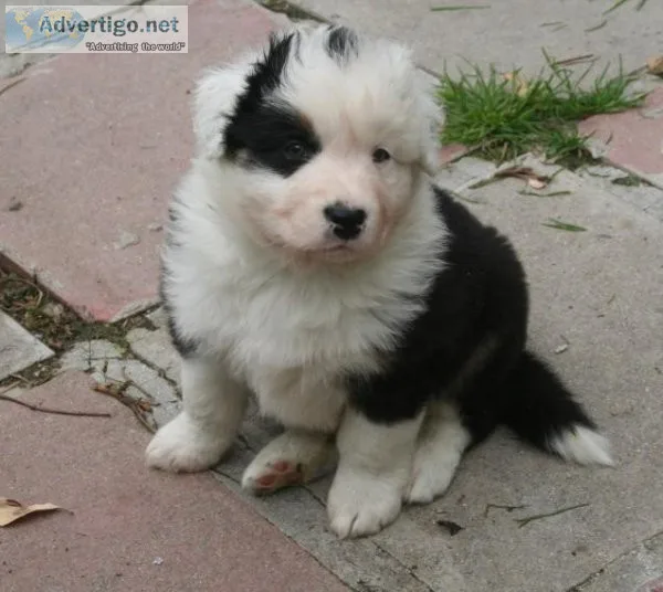 Registered Miniature Australian Shepherds.