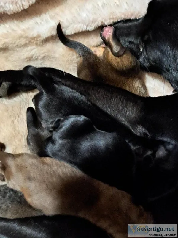 Chiuahiuh puppies