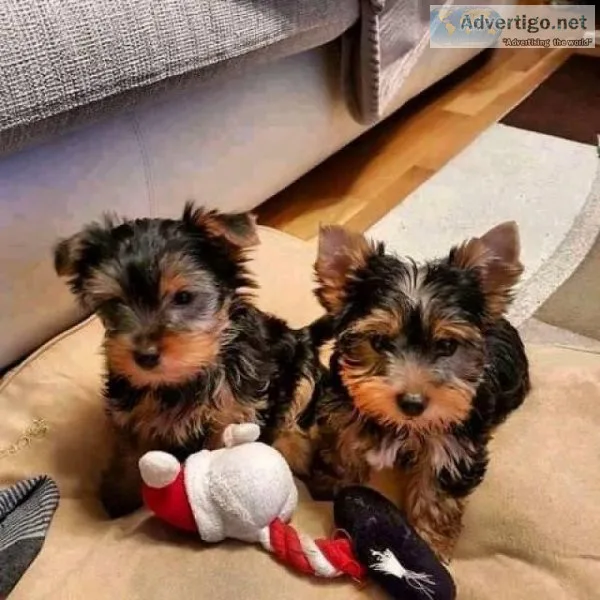 Charming Male and Female Yorkie Puppies for sale