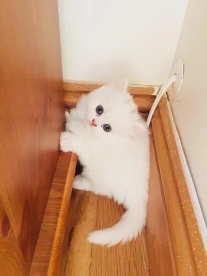 MALE AND FEMALE PERSIAN KITTENS