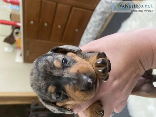 2 CKC Black and Tan Dapple Boys