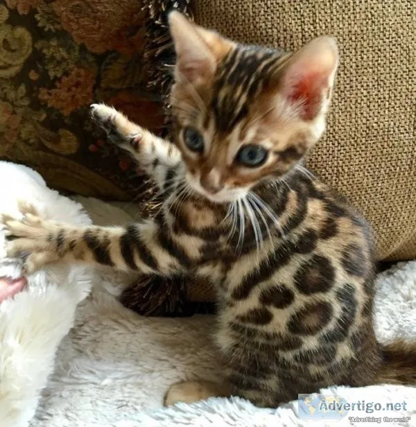 Registered Male and Female Bengal  Kittens.