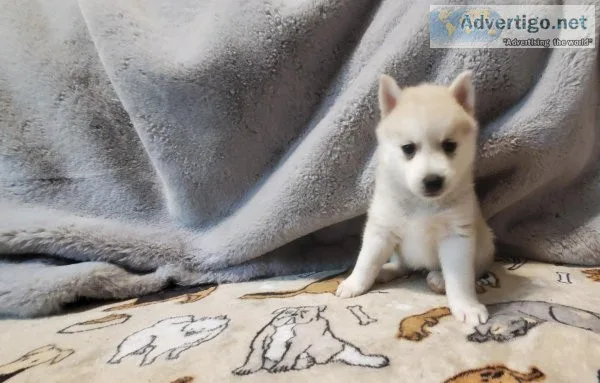 Pomsky Puppies