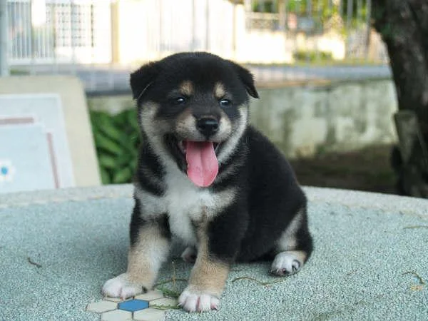 Shiba Inu looking for their forever homes