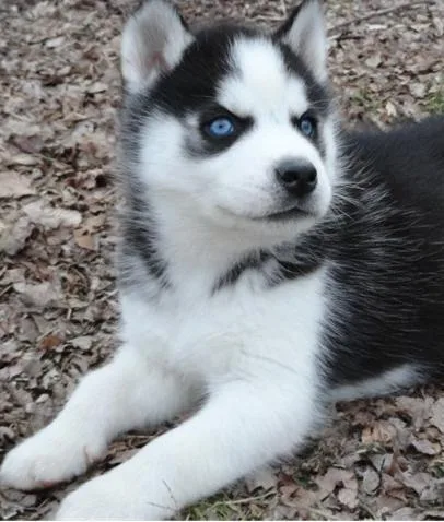 Siberian husky Puppies.